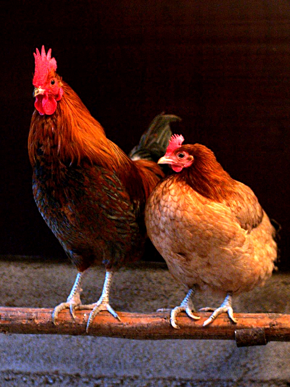 Male_and_female_chicken_sitting_together