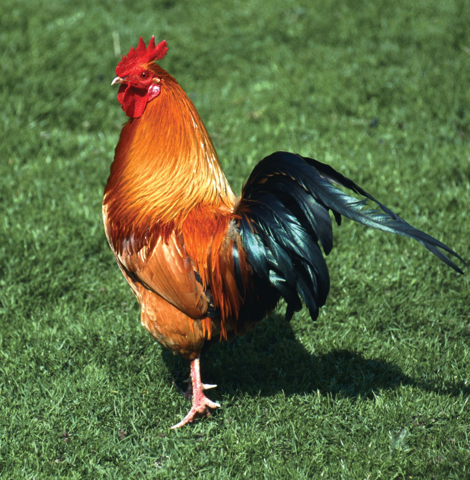 rooster-Rhode-Island-Red-roosters-chicken-domestication